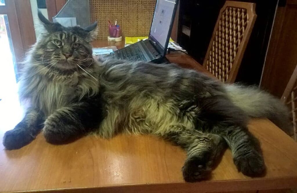 large Barivel Maine coon resting