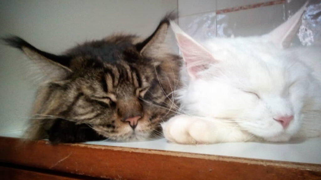 Barivel with another Maine Coon