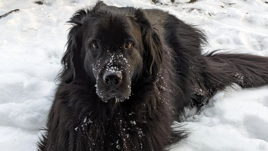 Newfoundland in snow