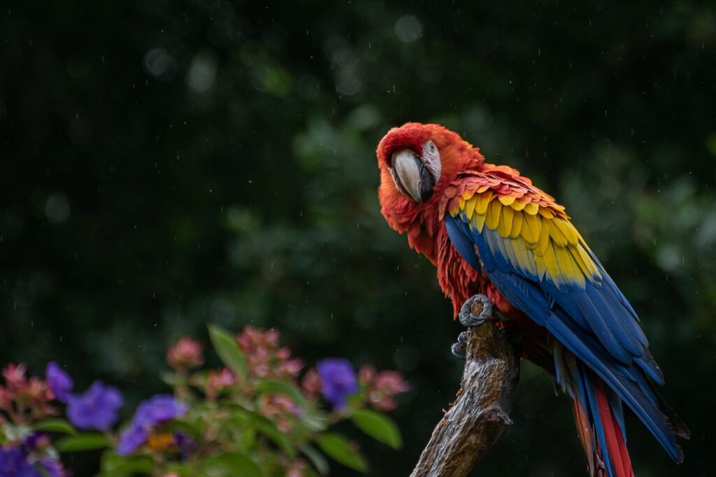 A Beautiful Scarlet Macaw