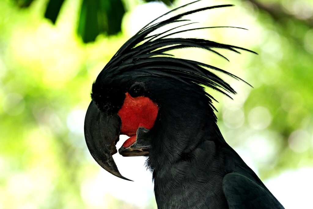 black palm coackatoo