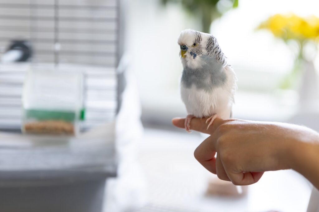 Pet bird on hand