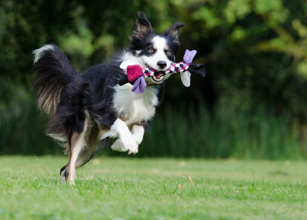 border collie performing