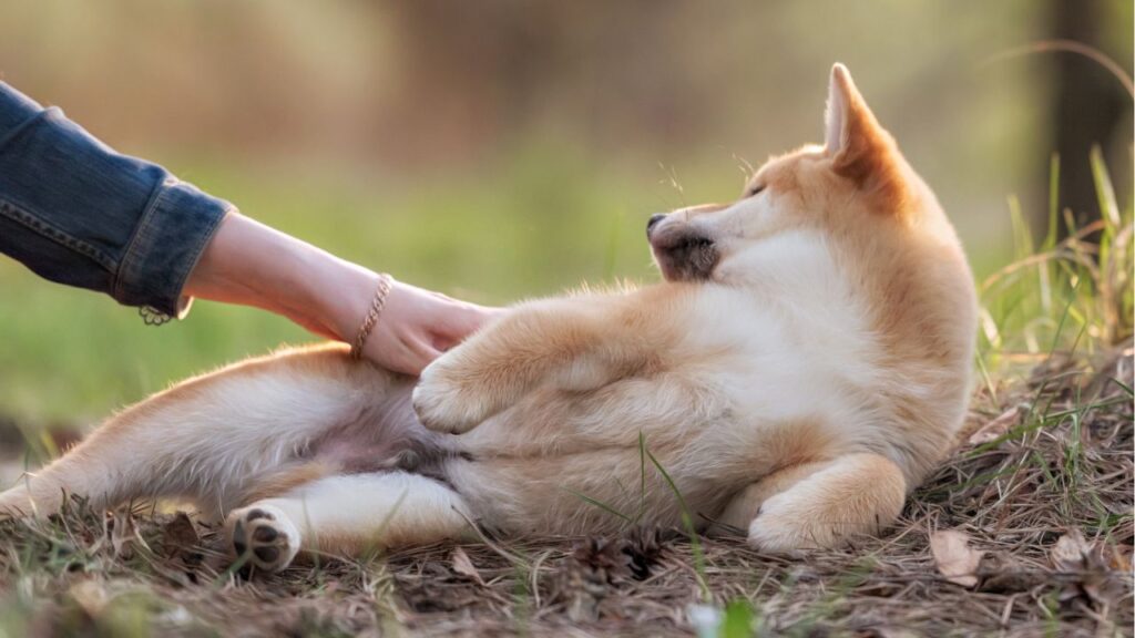 dog A Good Ol’ Belly Rub