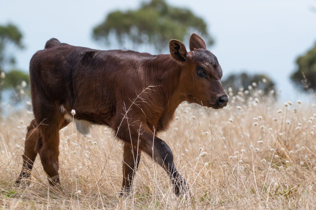 calf
