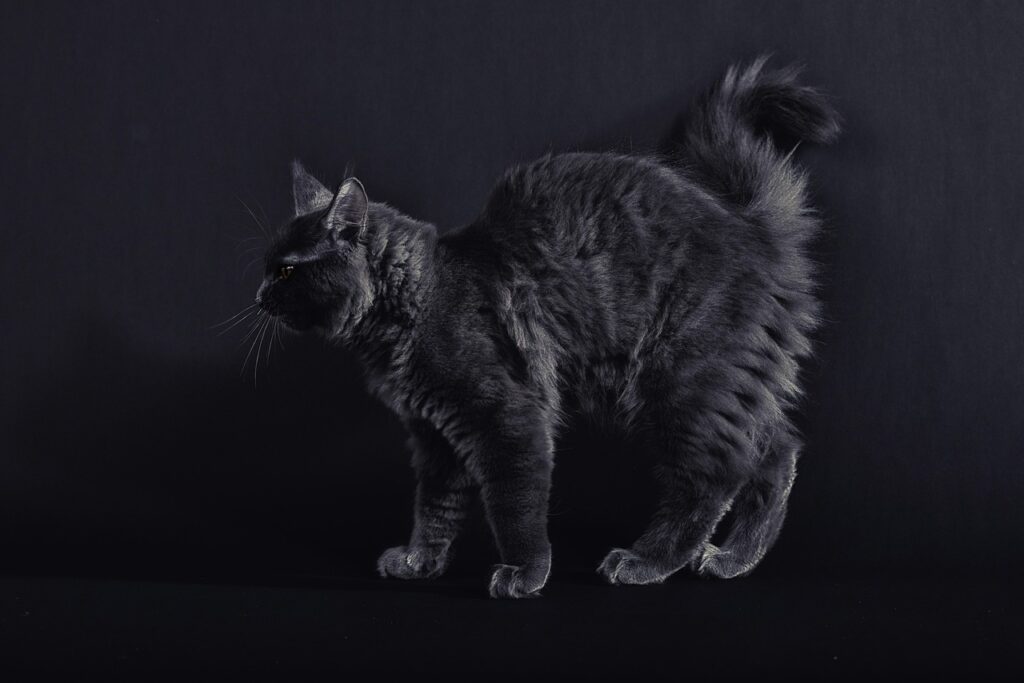 maine coon