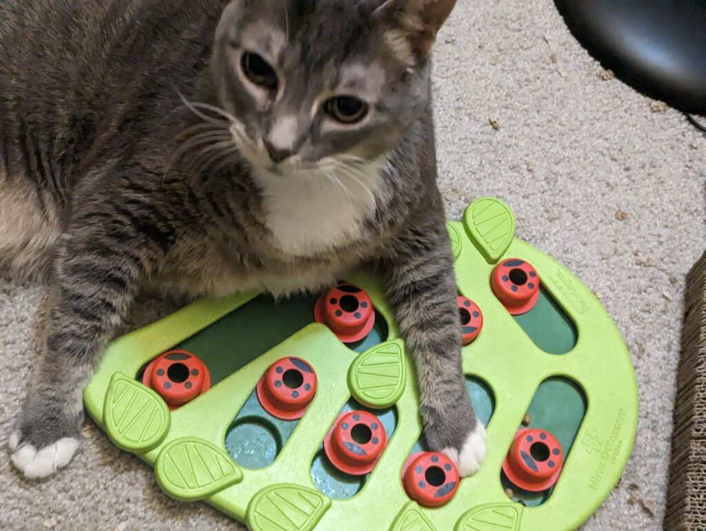 cat puzzle feeder