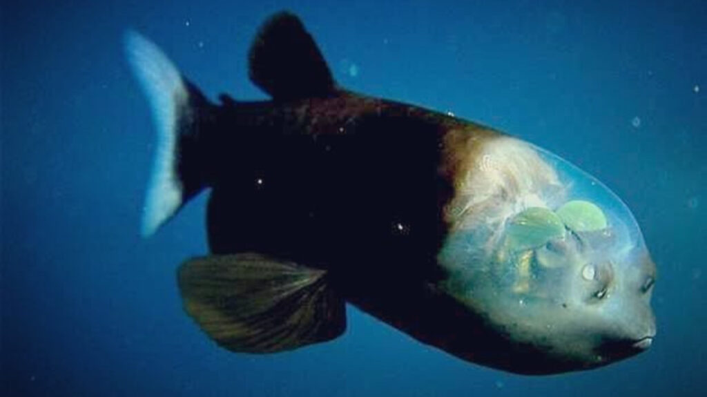 A Barreleye Fish