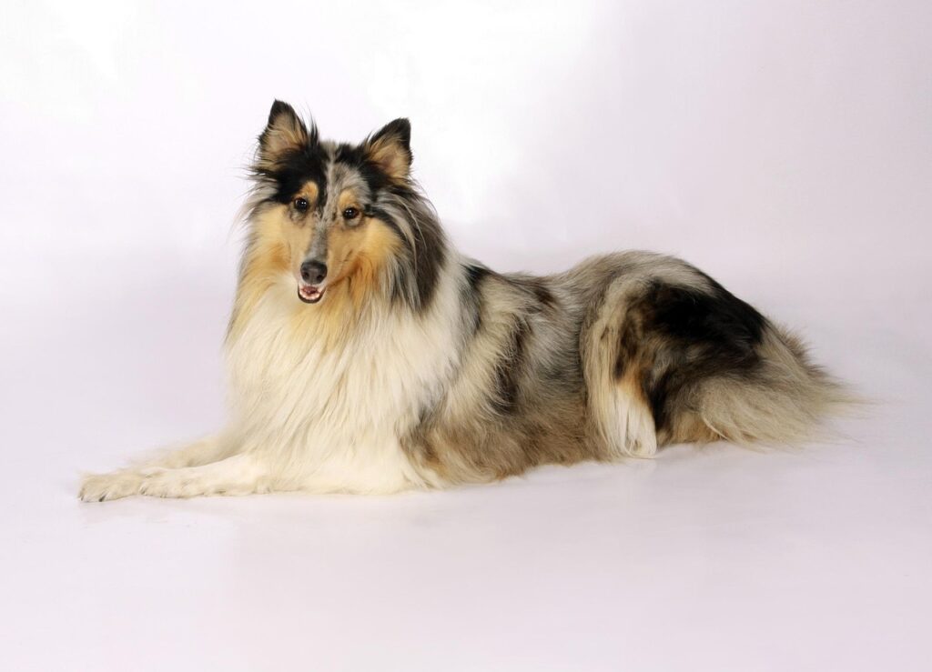 collie