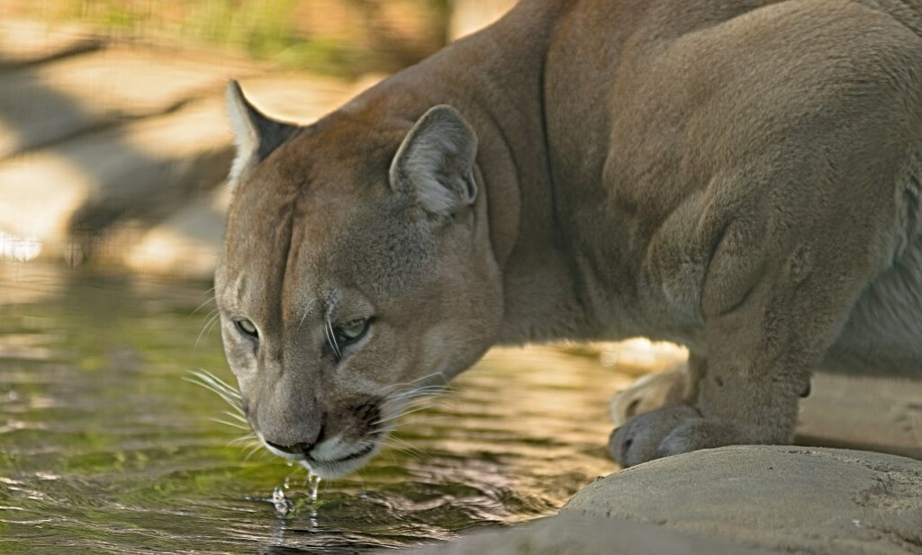 cougar