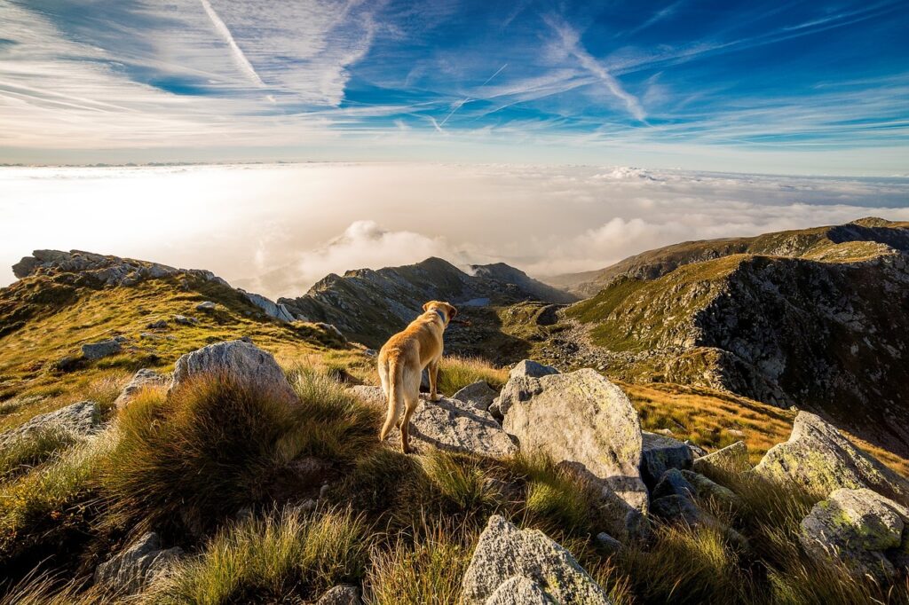 Dog overlooking a mountain