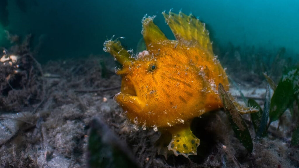 A Yellow Anglerfish
