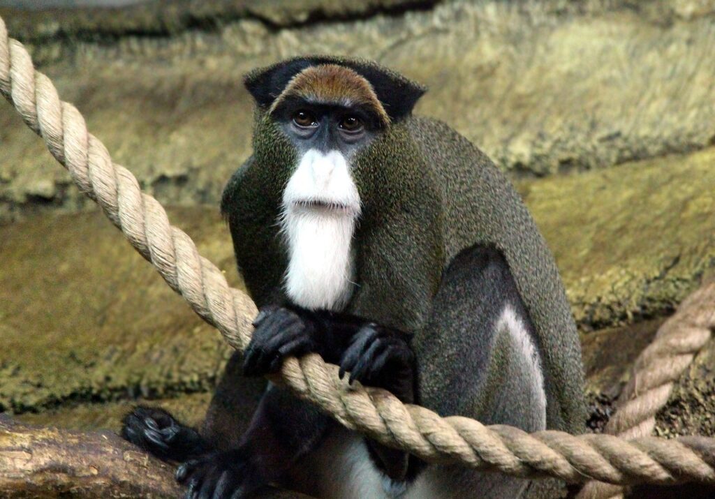 de-brazzas-monkey-