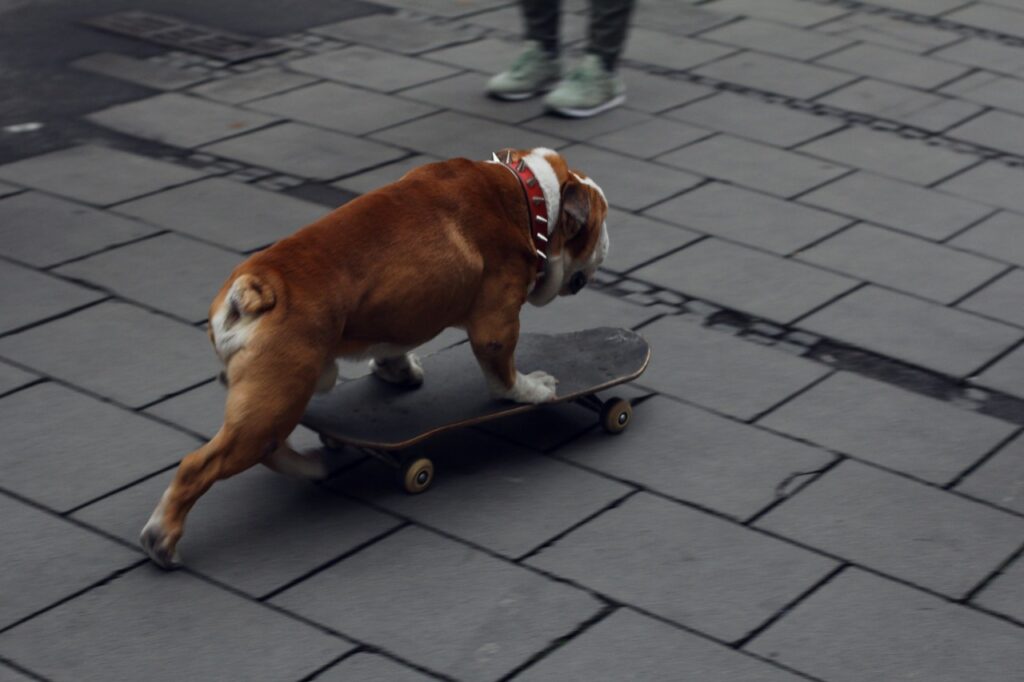 Bulldog with skate board