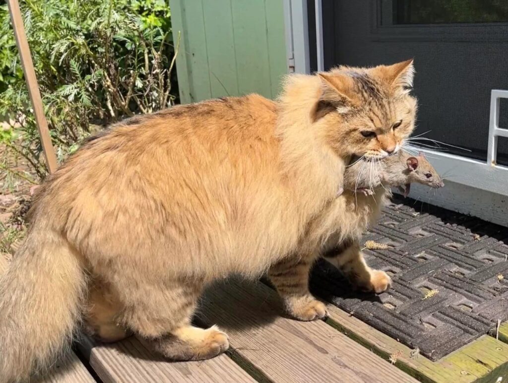Siberian cat with mouse