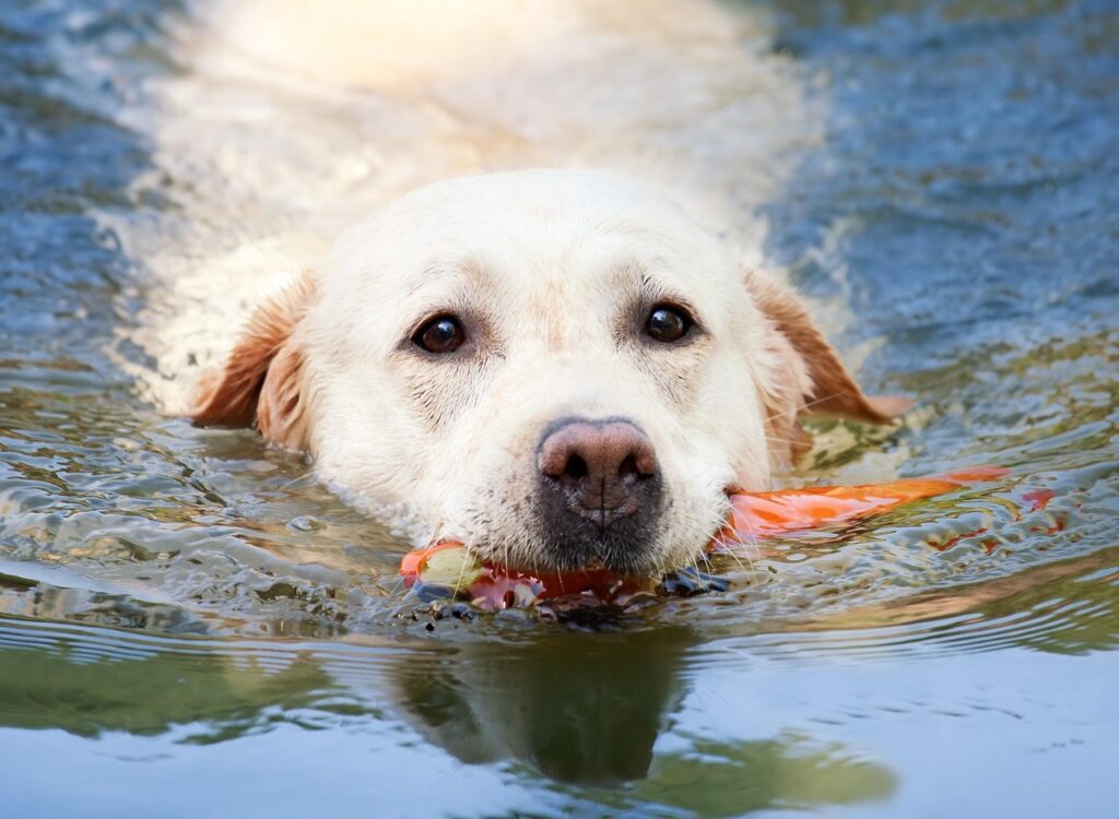 labrador