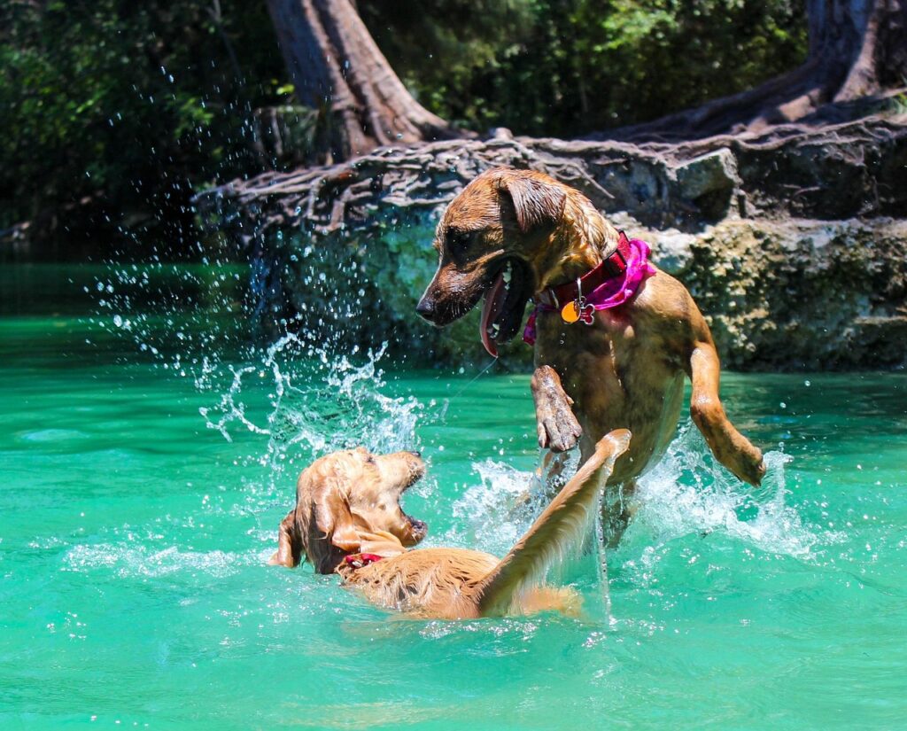 dog-swimming-lake-park-