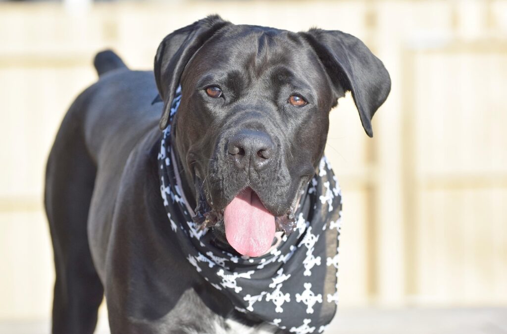 cane corso