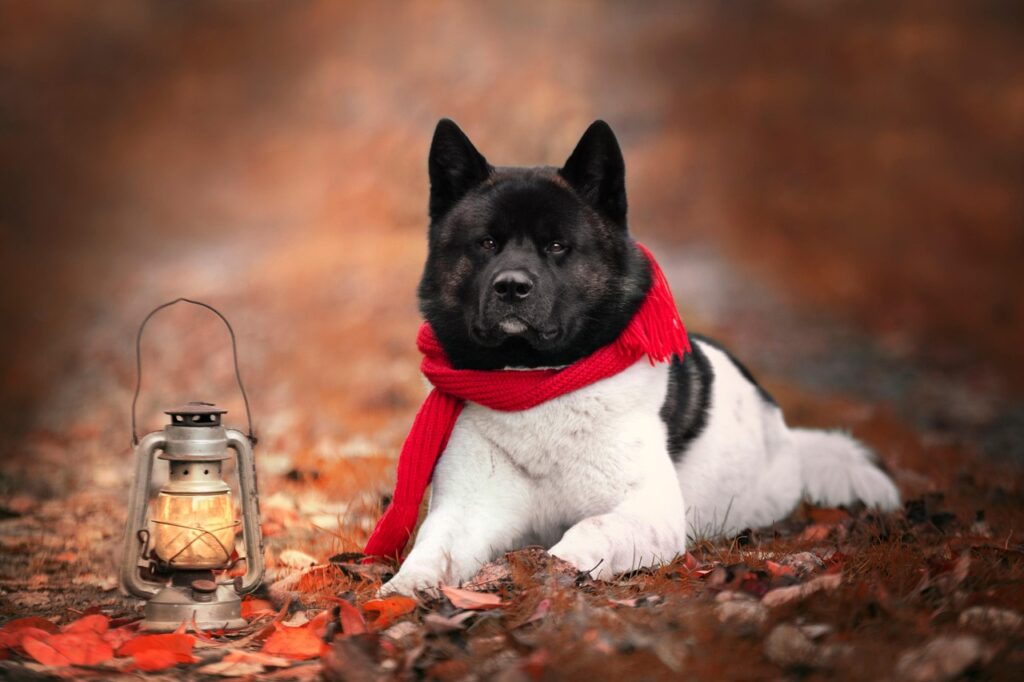 American Akita