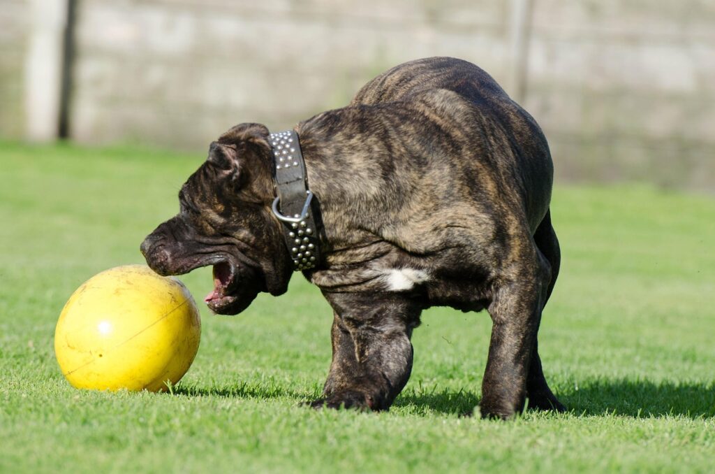 canario-750555_1280