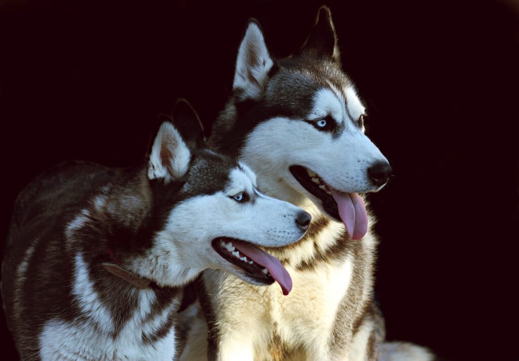 siberian husky