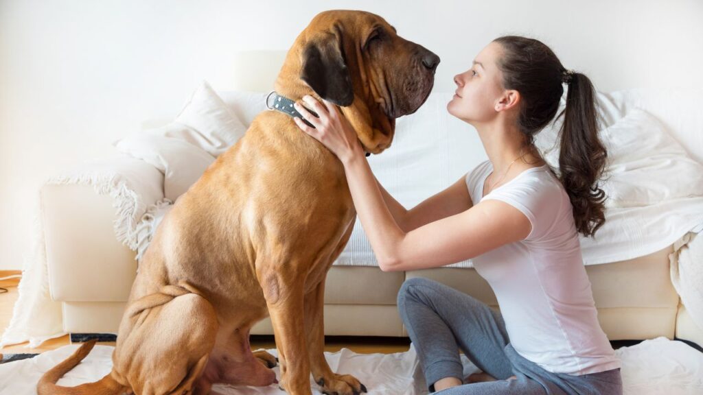 large dog with owner
