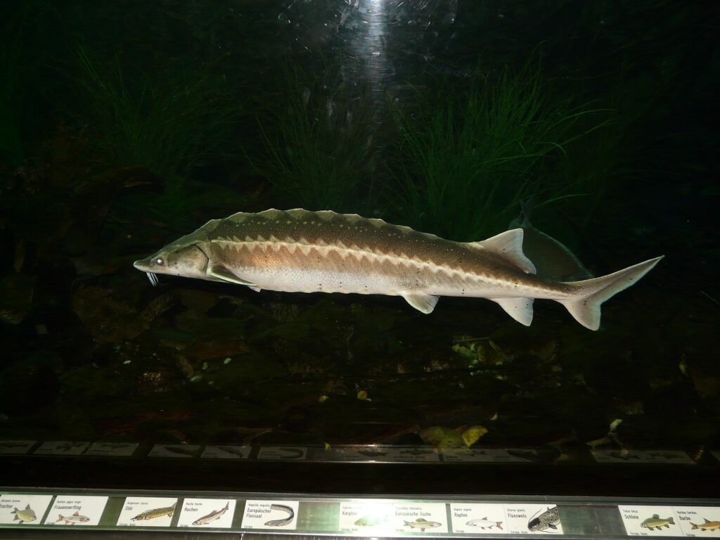 european-sturgeon