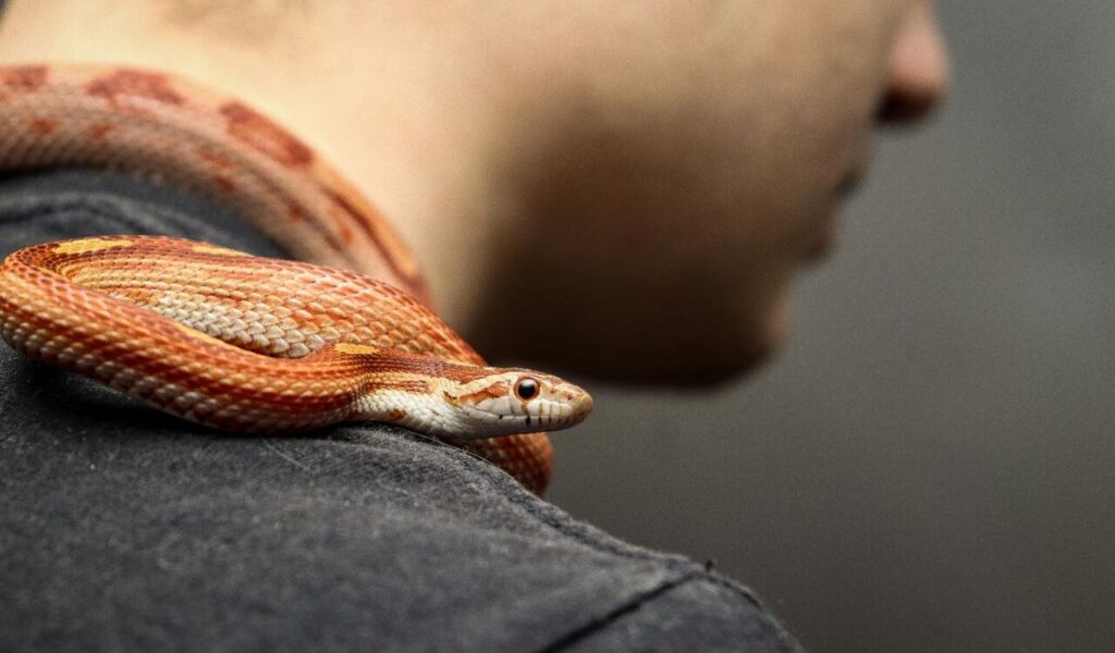 snake with orange and white scales resting on a person's shoulder.