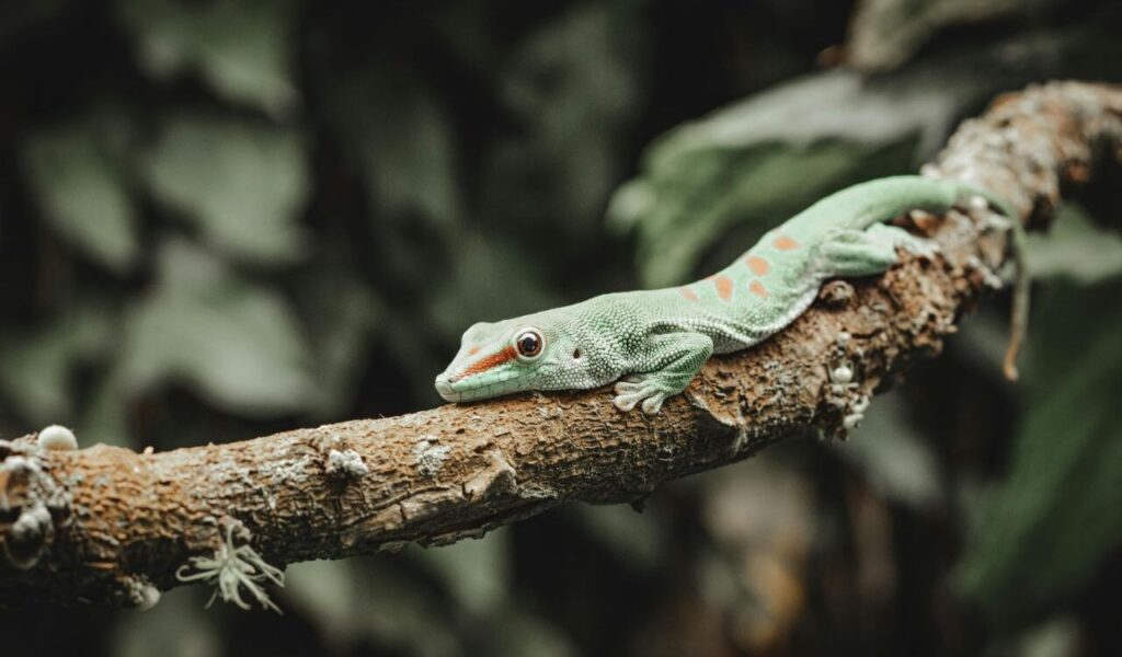 Green lizard with red spots resting on a tree branch in a forest.