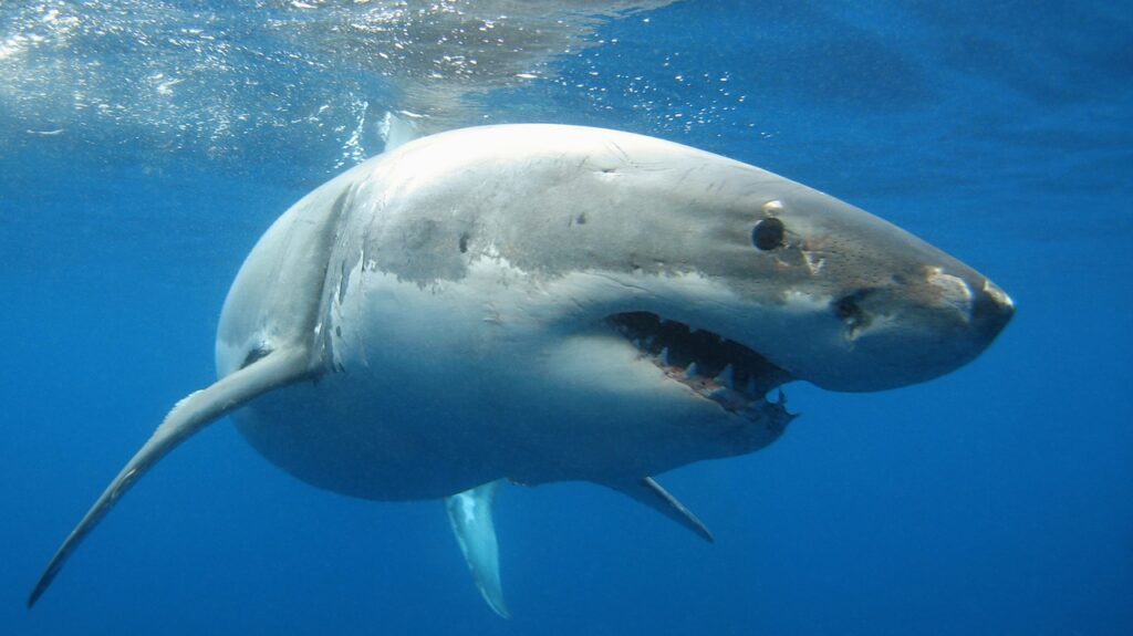 Great White Shark
