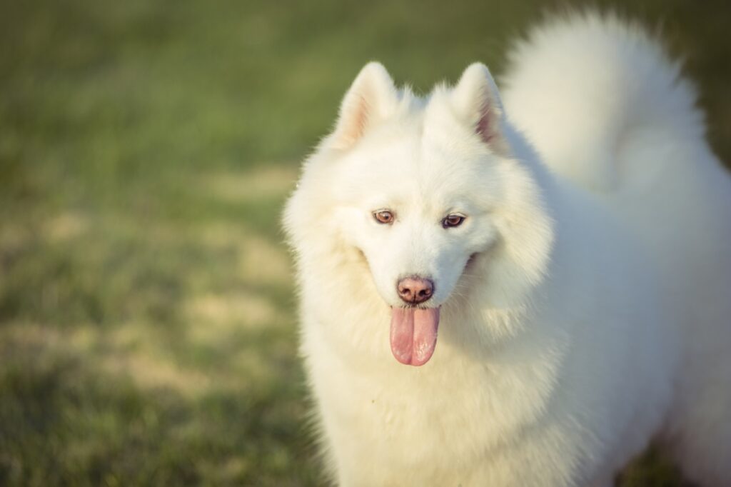 Samoyed Dog