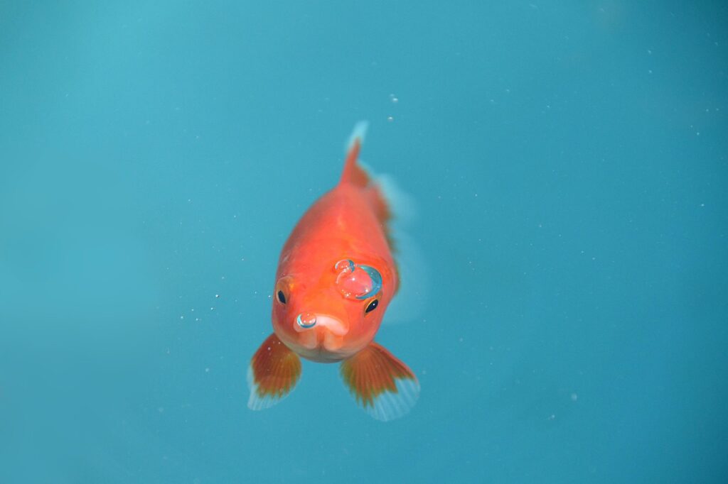 goldfish bubbles