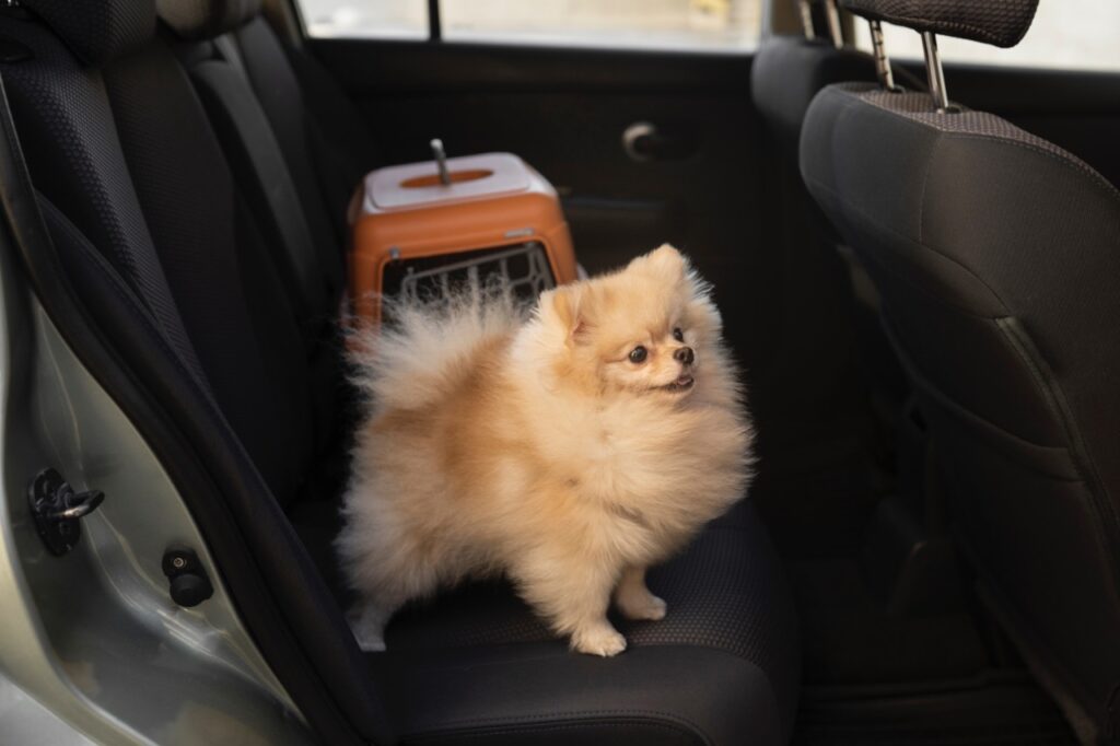 Pomeranian inside car (Traveling)
