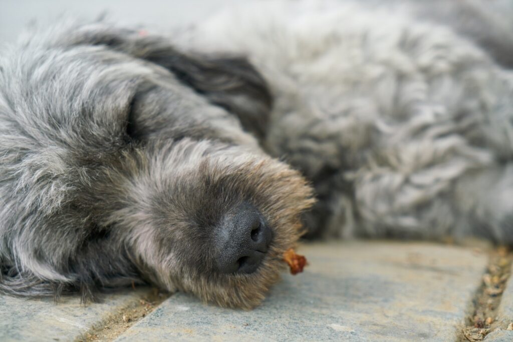 Dog Sleeping