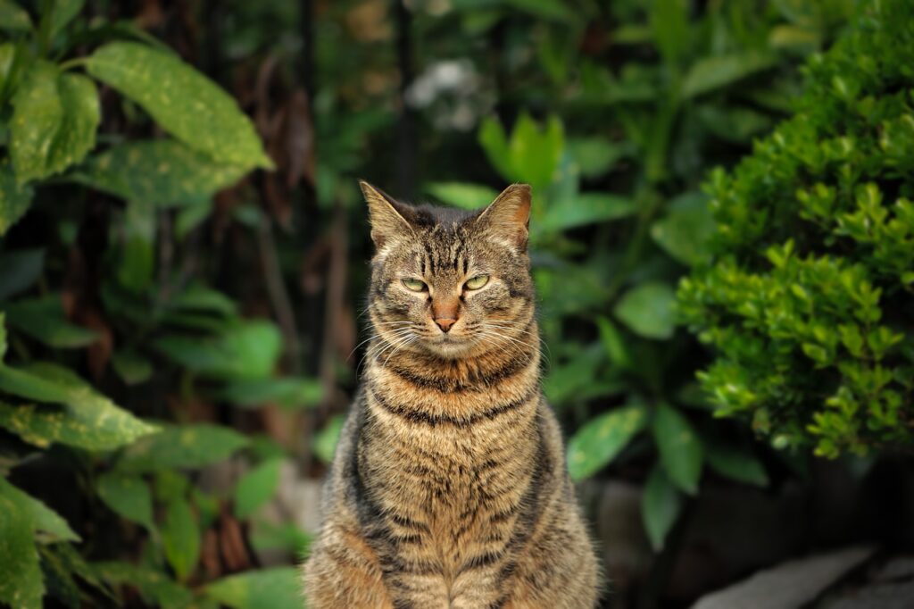 cat boss
