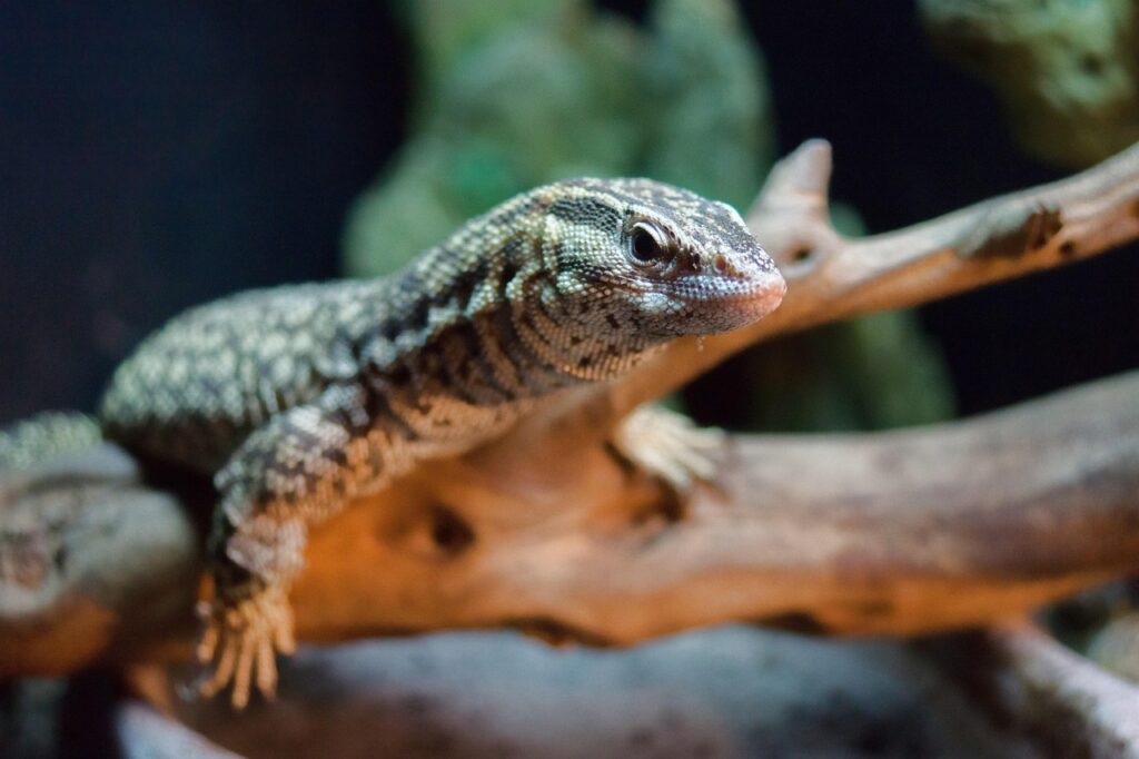 An Ackie Monitor