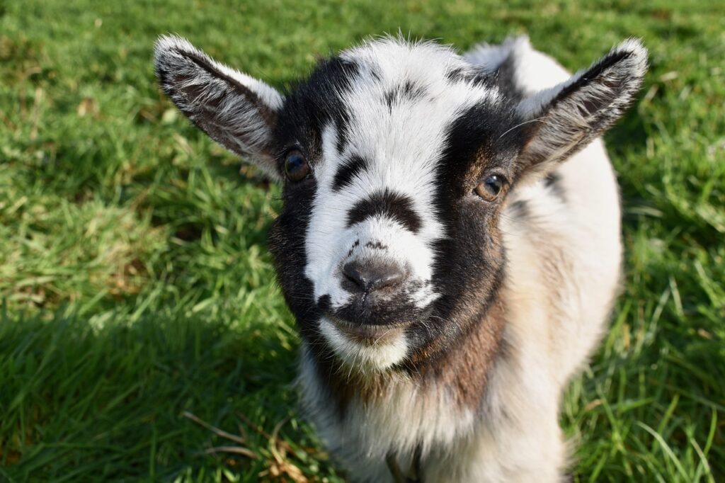 baby goat