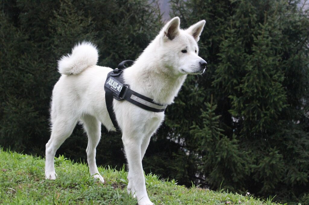 A trained Akita dog