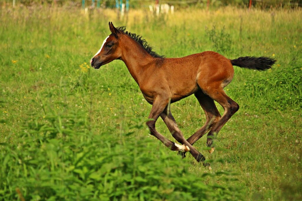 horse foal