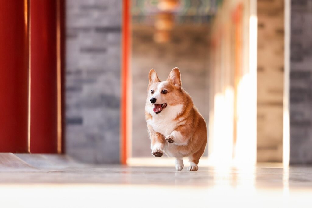 A Corgi sprinting