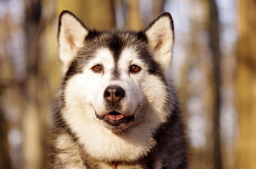siberian husky