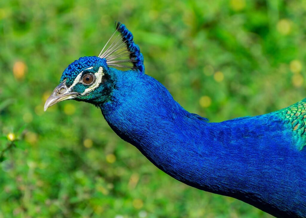 indian-peafowl