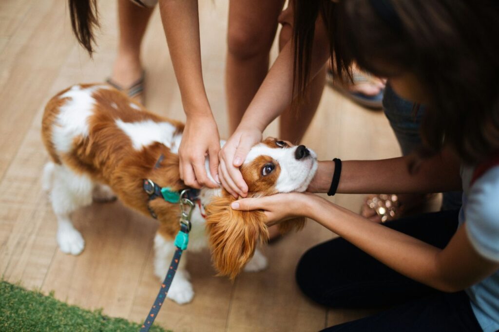 cavalier king charles spaniel being pet by people