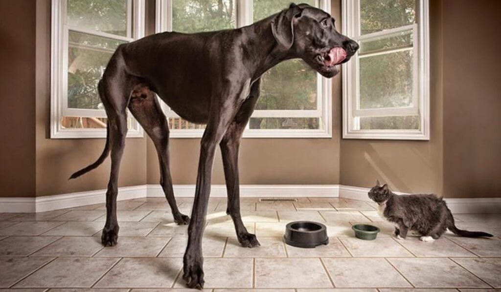Great Dane, Zeus, measured 1.118 m (44 in) tall on 4 October 2011 to become the biggest dog in the world. Zeus died in 2014 but remains the largest dog ever
