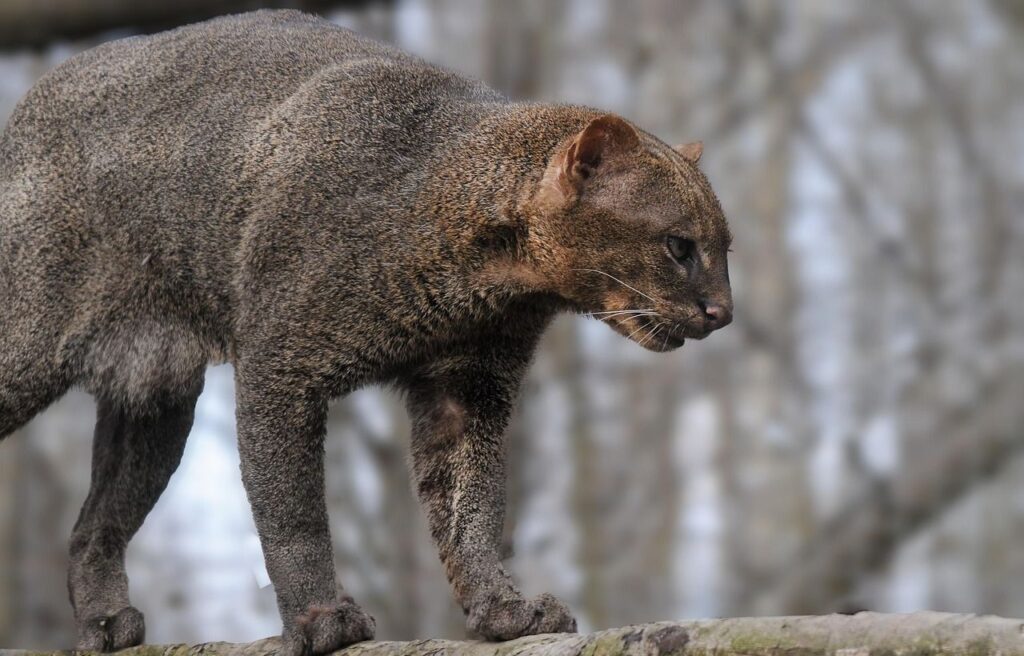 jaguarondi cat