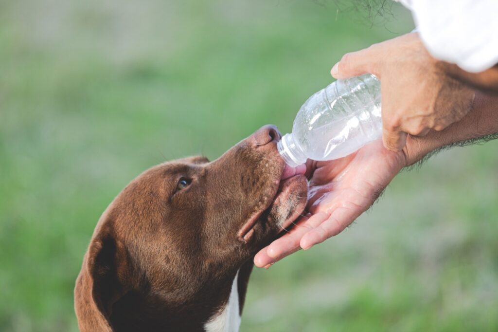 Dog Drinking Water