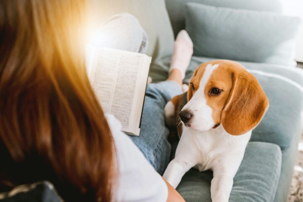 beagle dog on the sofa