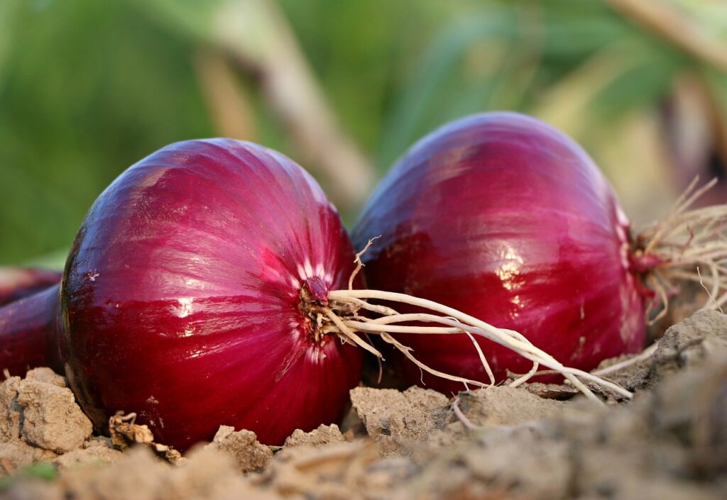 Fresh Onions