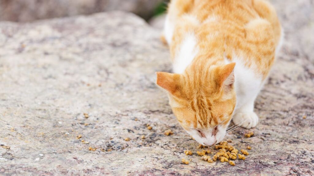 street cat eating food