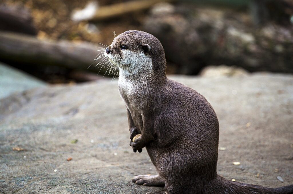 An Otter standing up